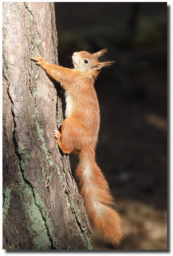 Red Squirrel